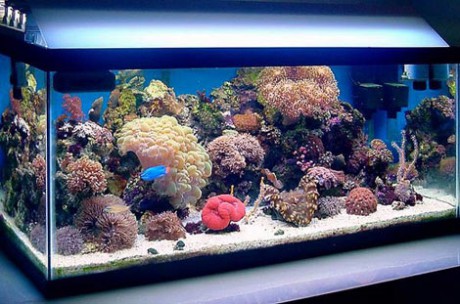morske-akvarium